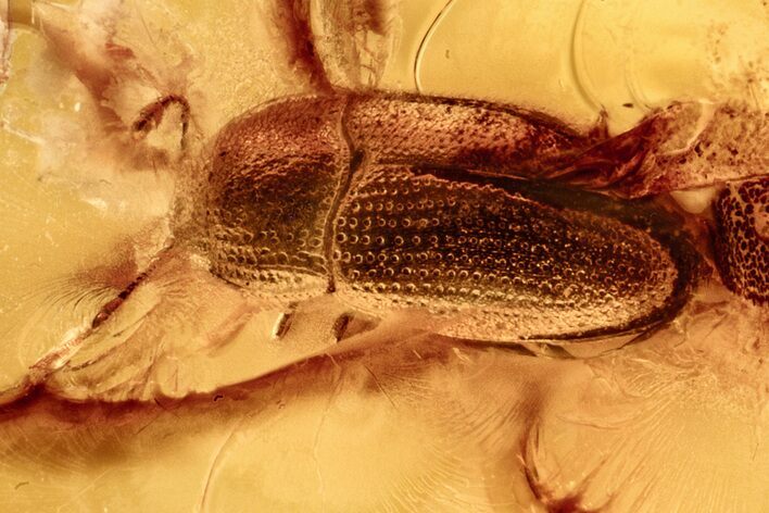 Detailed Fossil False Skin Beetle (Biphyllidae) in Baltic Amber #278854